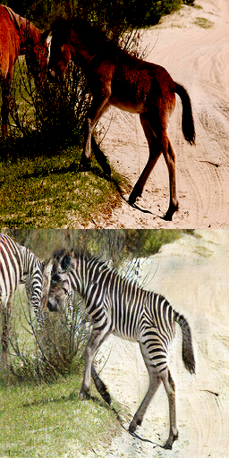 zebra_800.png